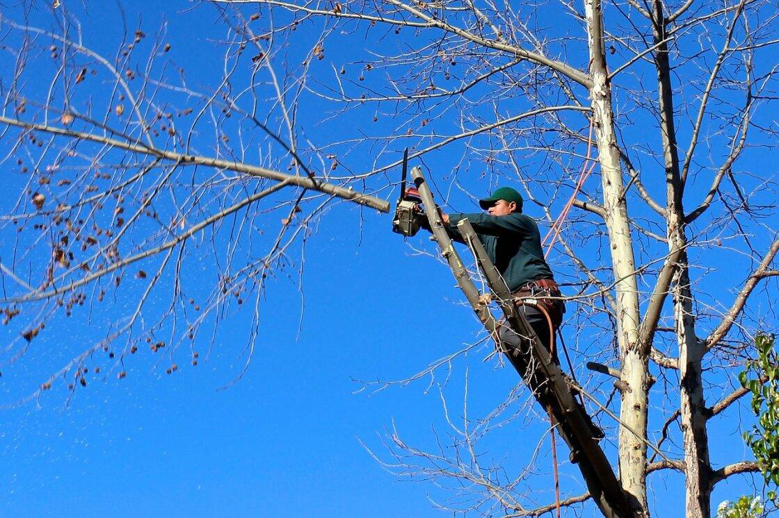 Tree Removal Services And The Many Advantages They Provide To Homeowners