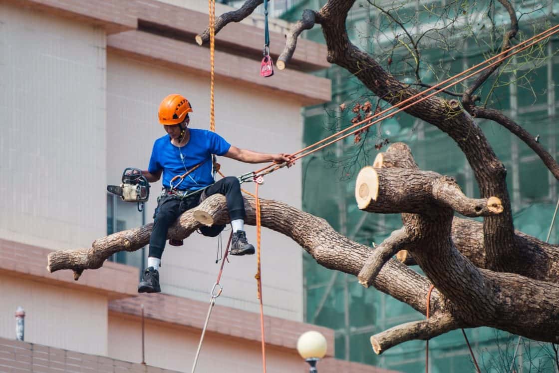 A Quick Overview on Costs Associated with Expert Tree Care Services Today – A Must-Read
