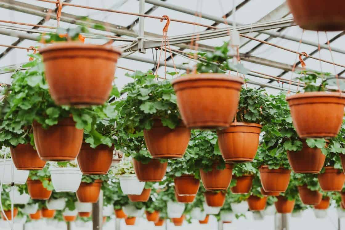 9 Ways to Make the Most of Your Greenhouse